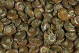 3/4 to 1" Flashy Red Iridescent Ammonite Fossil - Photo 2